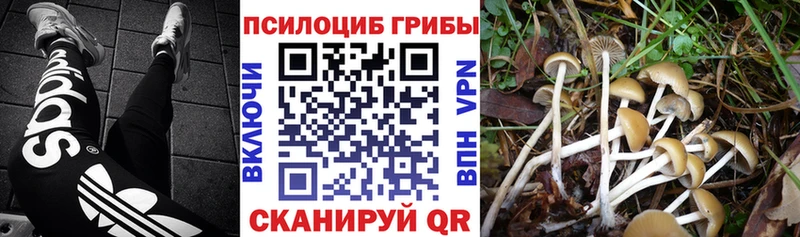 где найти   Аксай  Галлюциногенные грибы MAGIC MUSHROOMS 